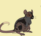 Hra - Create a Rat