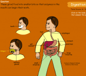 Digestion Game Quiz